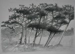 trees in dunes
